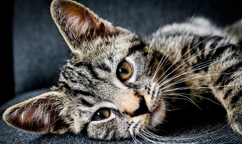 苏格兰折耳猫猫粮：为您的猫提供最佳的营养和味觉享受